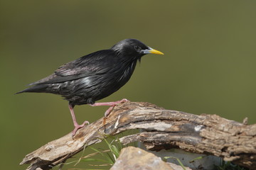 Storno nero