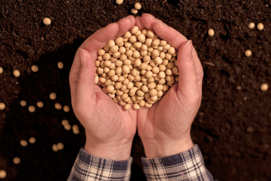 Harvested soybean in hands