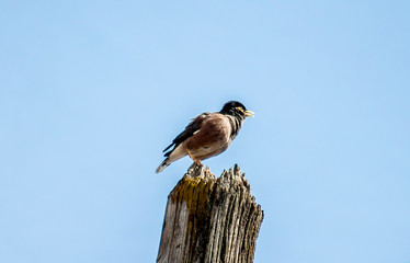A bird sits on a wooden pole