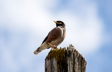 A bird sits on a wooden pole