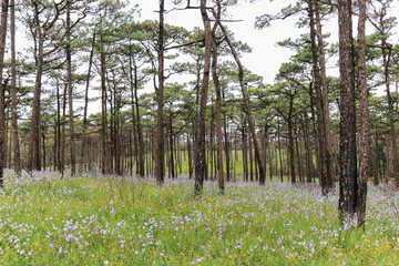 Obraz premium Wild flower in forest. Giganteum Murdannia at Phu Soi Dao National Park, Thailand.