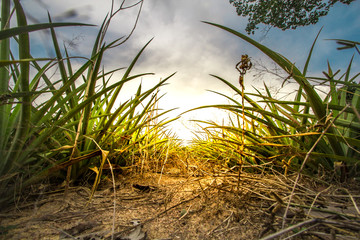 beautiful sunrise over the mountain at the north of thailand and copy space. Nature composition.