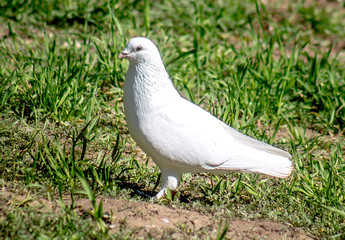 White dove in nature
