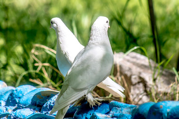 White dove in nature
