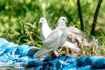 White dove in nature