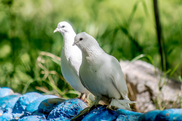 White dove in nature
