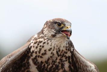Close up of a Saker Falcon having a meal
