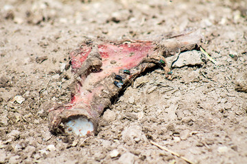 Bone with meat in dust