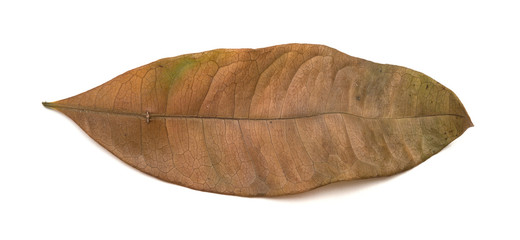 faded leaf on a white background