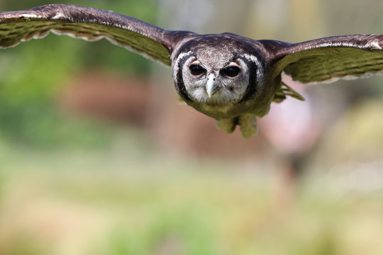 Close up of a Verreaux's Eagle Owl in flight flying head on