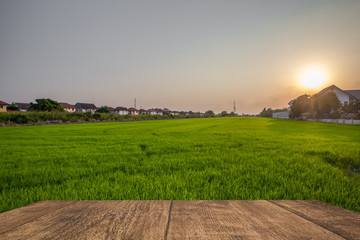 Beautiful view of rice paddy field during sunset . Golden time. Summer time. and copy space. Nature composition  