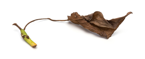 faded leaf on a white background