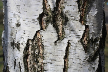 Birch Bark isolated