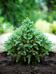 decorative dwarf pine grows in the garden. © natavilman