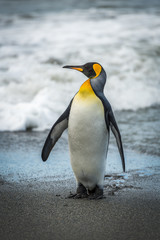 King penguin on beach with head turned