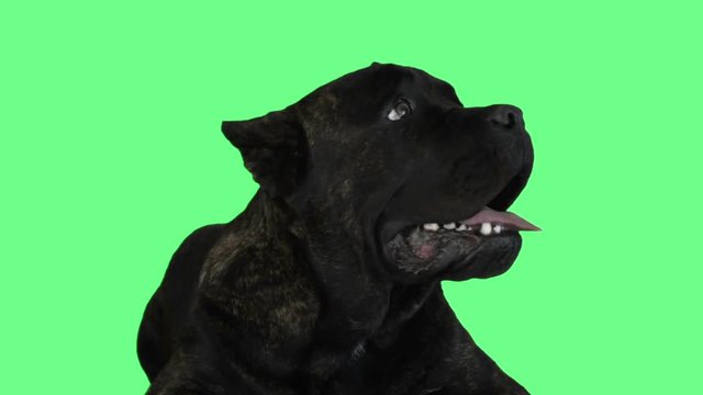 Muzzle cane corso on a green screen