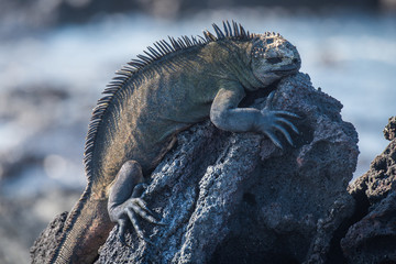 Marine iguana sleeping on black volcanic rock