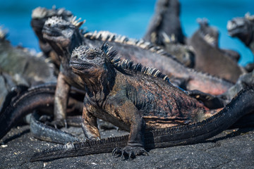 Several marine iguanas sunbathing on black rock