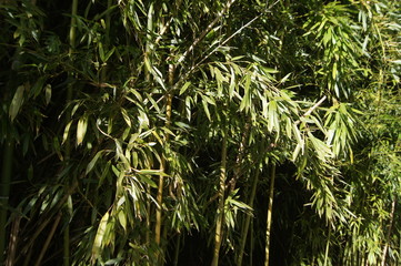 Obraz premium Bambus