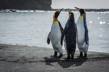 Three king penguins stretching necks on beach © Nick Dale