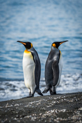 Fototapeta na wymiar Two king penguins facing in opposite directions