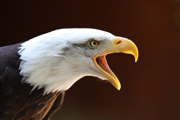 Fototapeta premium Portrait of a Bald Eagle calling with dark background