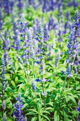 Fototapeta premium flower vintage style, selective focus