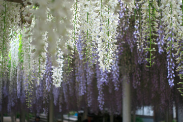 Wisteria floribunda