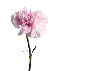 Pink carnation flower isolated on white background with clipping path