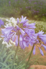 flower vintage style, selective focus