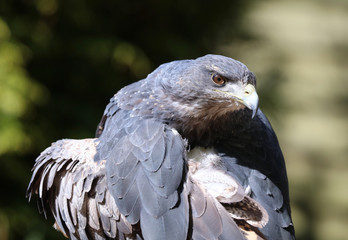Close up of a Chilean Blue Buzzard Eagle preening