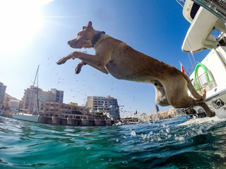 Dog jumps into sea from yacht