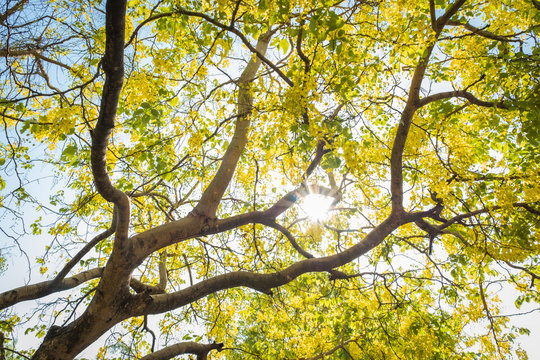 Yellow flowers on a tree in Chiang Mai, Thailand