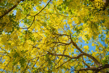 Yellow flowers on a tree in Chiang Mai, Thailand