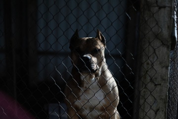 Stuff terrier in a cage