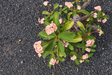 Euphorbia milii