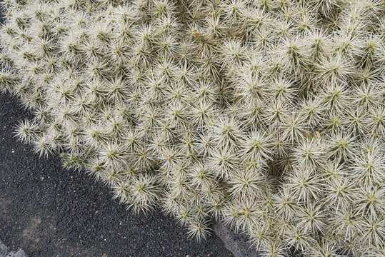 Cylindropuntia tunicata