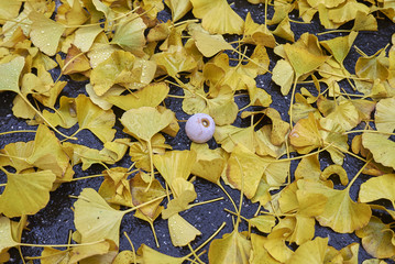 Gingko biloba