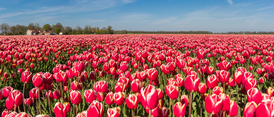 Panorama of red and white tulips in the Noordoostpolder