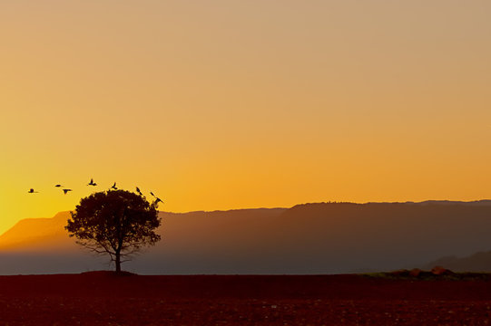 Atardecer y Urracas
