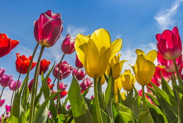 Colorful dutch tulips against a bright blue sky