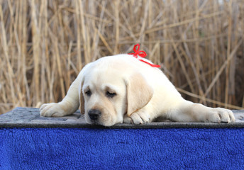 the little cute labrador puppy on a blue background