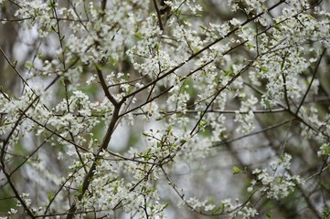 Endlich Frühling: weiße Kirschblüte 