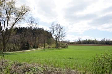 Es wird langsam grün: Wald- und Wiesenlandschaft