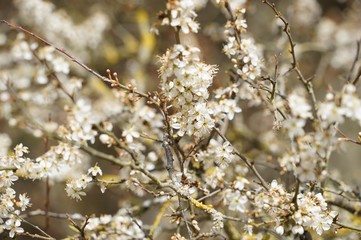 Endlich Frühling: weiße Kirschblüte 