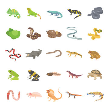 25 Reptiles & Amphibians color vector icons