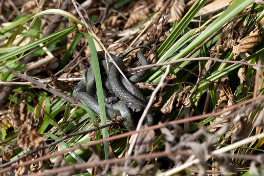 Ringelnattern im Gras