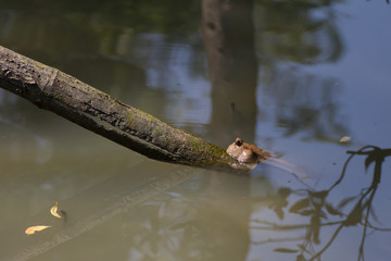 Mudskipper fish is swimming in the mangrove forest