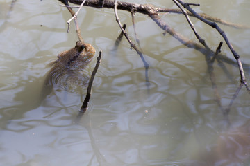 Mudskipper fish is swimming in the mangrove forest