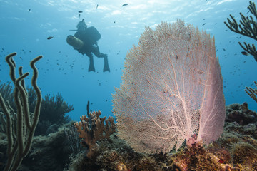 Unterwasser - Riff - Seefächer - Gorgonie - Taucher - Tauchen - Curacao - Karibik